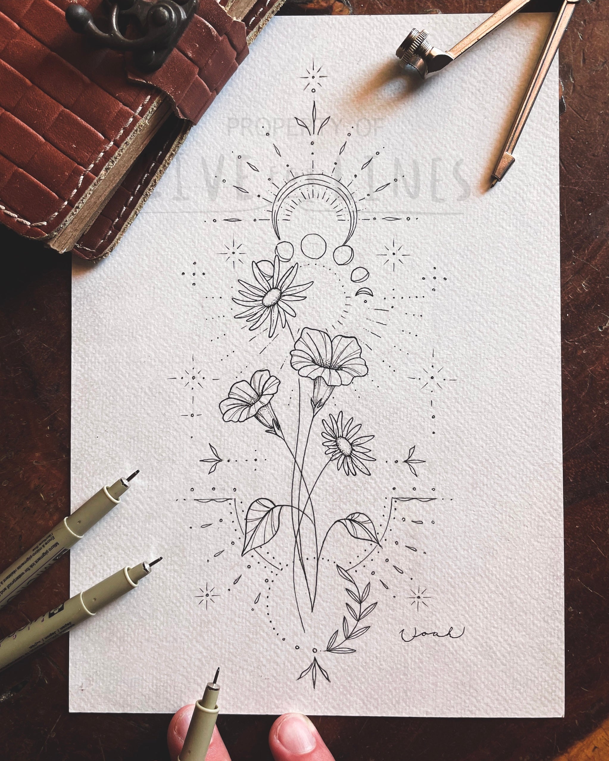 September Birth Flower 2, image size:2046x2558