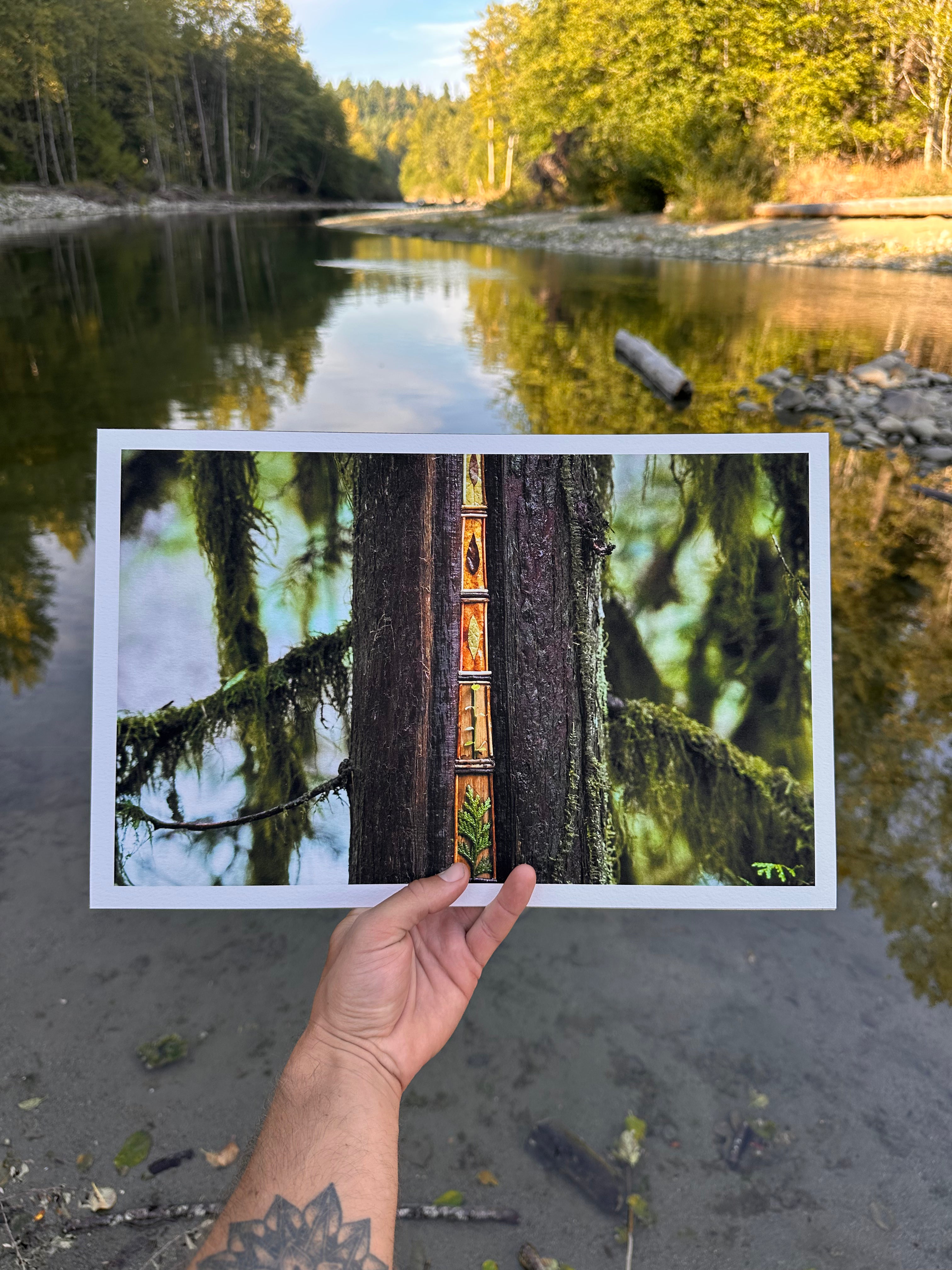 Cedar Embrace