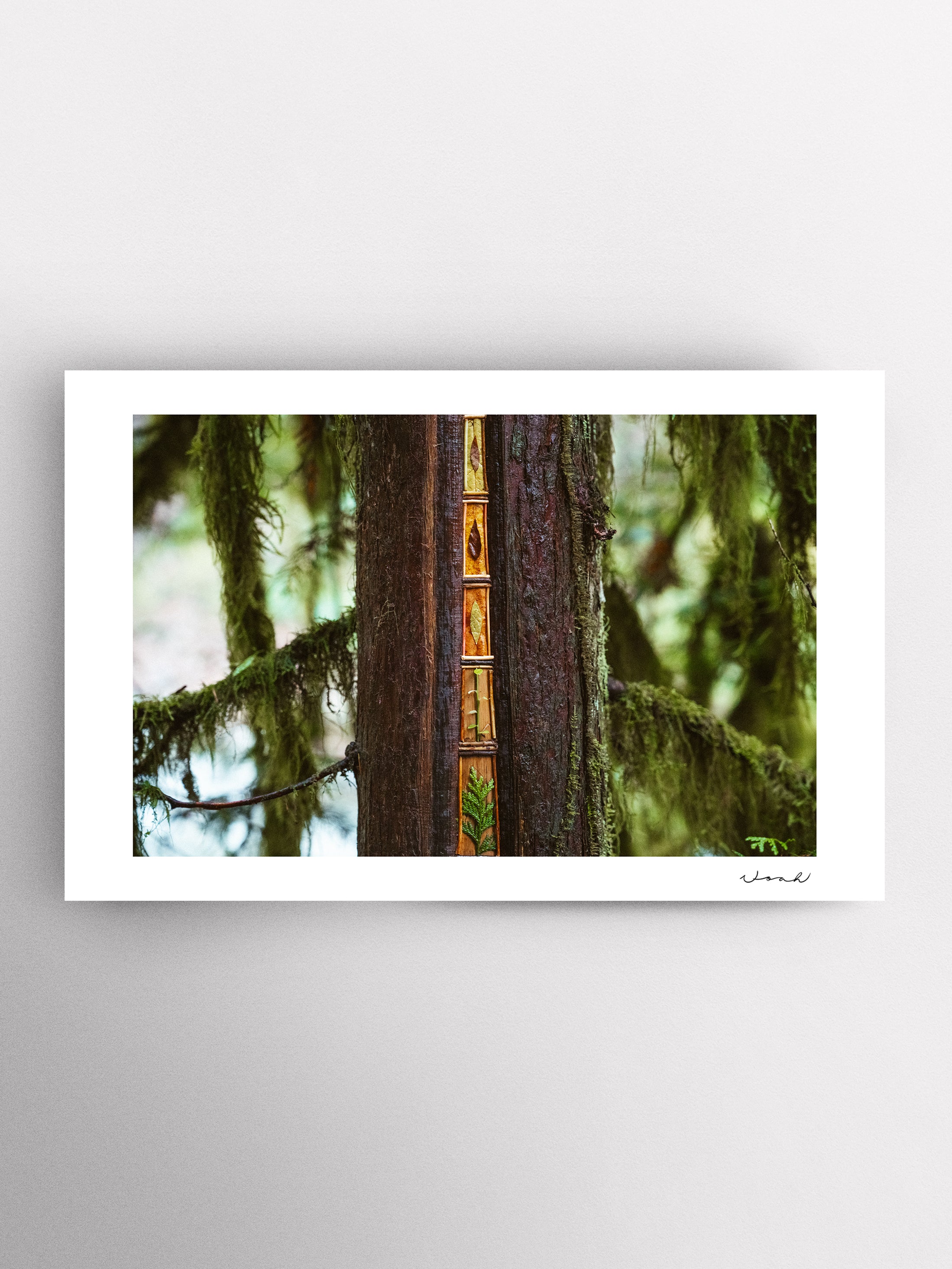 Cedar Embrace